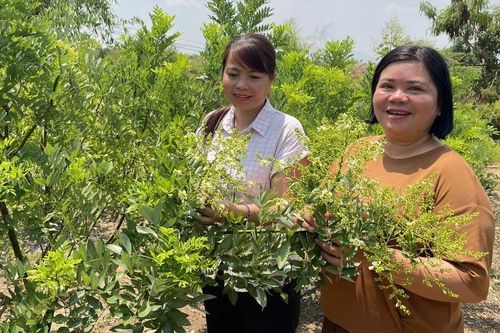 Triển khai mô hình trồng 3 ha cây dược liệu cà gai leo tại xã Phú Thiện
