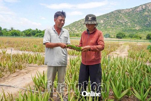 Cây nha đam giúp bà con thôn Xóm Bằng cải thiện đời sống