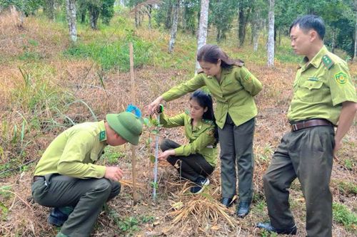 Xã giữ rừng - Vững bền từ gốc