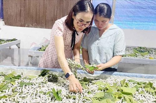 Tập huấn nhân rộng mô hình trồng dâu, nuôi tằm