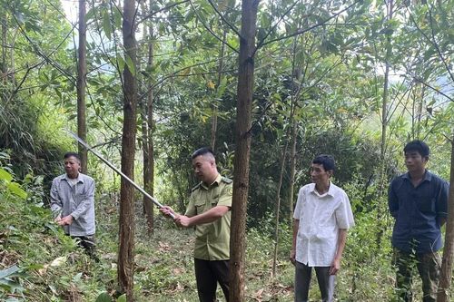 Tăng cường bảo vệ và phát triển rừng
