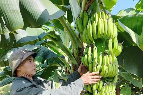 Thơm ngọt chuối tiêu Bản Nguyên