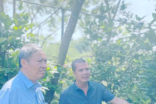 Trà hoa vàng Tam Đảo - sản phẩm dược liệu uy tín cho thu nhập cao