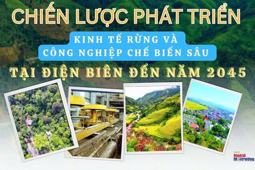 Chiến lược phát triển kinh tế rừng và công nghiệp chế biến sâu tại Điện Biên đến năm 2045