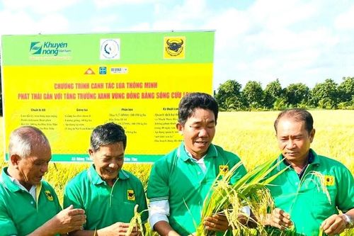 Phân bón Đầu Trâu: Giúp nâng cao giá trị nông sản, phát triển nông nghiệp bền vững
