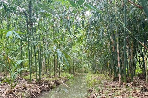 Sắp ra mắt Quỹ ngành tre Việt Nam, liên kết xanh cho sinh kế và môi trường