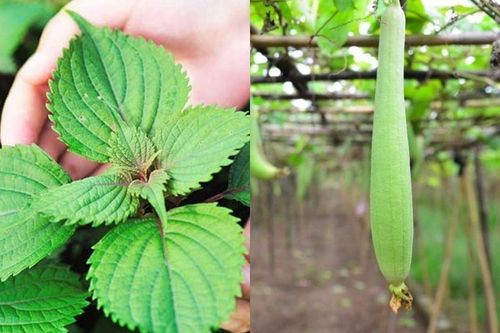 5 loại rau giá rẻ, dư lượng thuốc trừ sâu gần như bằng 0, người lớn trẻ nhỏ đều yên tâm ăn, tiếc là ít ai biết