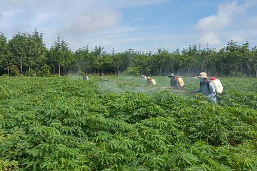 Bức tranh nông thôn mới ở Tây Ninh: Vững nền tảng, bền tương lai