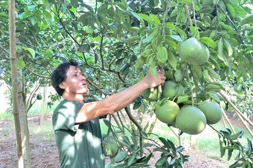 Xây dựng mô hình sản xuất bưởi theo hướng an toàn VietGAP