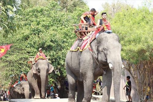 Kêu gọi ngừng hoạt động cưỡi voi, đưa voi về rừng