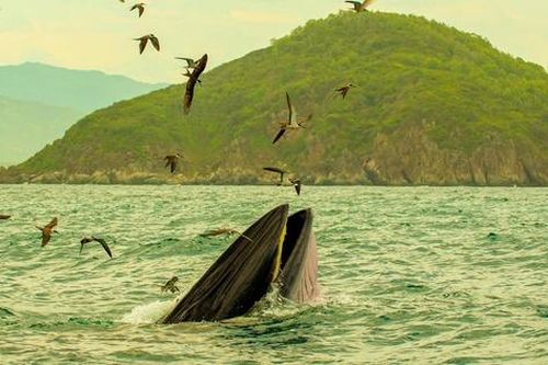 Cận cảnh loài cá voi quý hiếm săn mồi trên biển Nha Trang