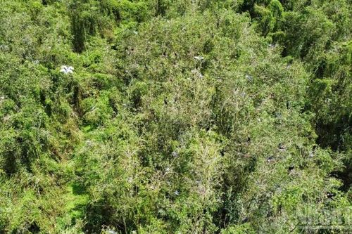 Phát triển du lịch bền vững gắn với bảo tồn thiên nhiên