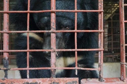Tương lai không còn gấu bị nuôi nhốt: Hành trình quyết liệt ở chặng cuối