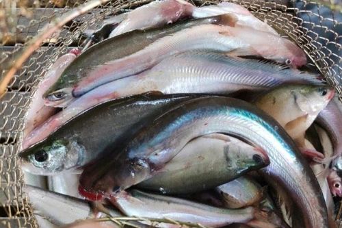 Loài cá nghe tên 'lạnh gáy' thành đặc sản hơn 200.000 đồng/kg