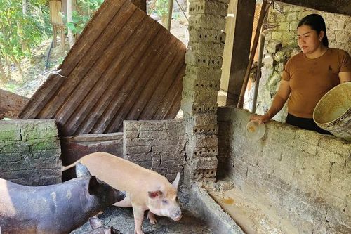 Người dân miền núi Nghệ An thoát nghèo nhờ mô hình nuôi lợn đen