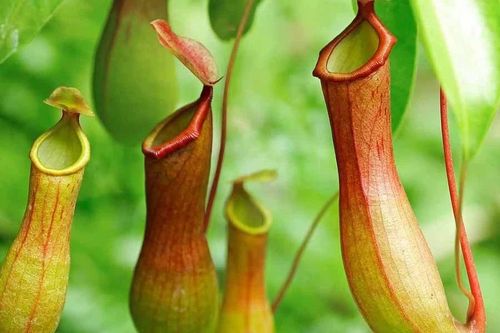 Chiết xuất từ cây Nắp ấm hoa đôi giúp điều trị ung thư
