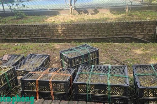 Bắt vụ vận chuyển 1.200 con vịt giống không rõ nguồn gốc