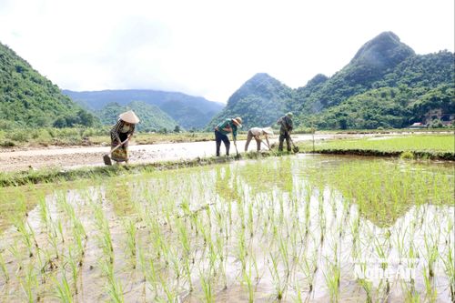 Thời tiết Nghệ An ngày 31/7: Ngày nắng nóng, chiều và đêm có mưa rào và dông và nơi
