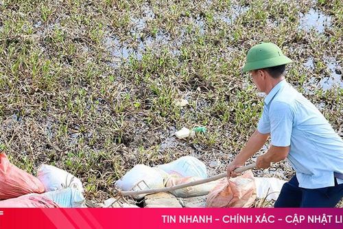 Nhiều bao tải chứa lợn chết vứt dọc tuyến đê Tả Nghèn