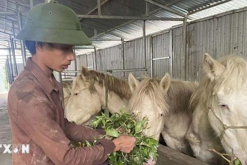 Nuôi ngựa bạch bằng dược liệu - hướng đi mới ở xã vùng cao Lai Châu