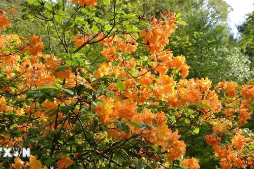 Chiêm ngưỡng vườn đỗ quyên 'cổ tích' trong công viên Hoàng gia Anh