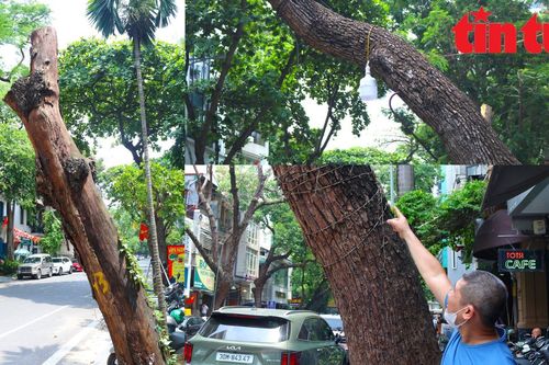 Hà Nội: Tình trạng cây xanh chết khô, 'mòn mỏi' chờ thay thế