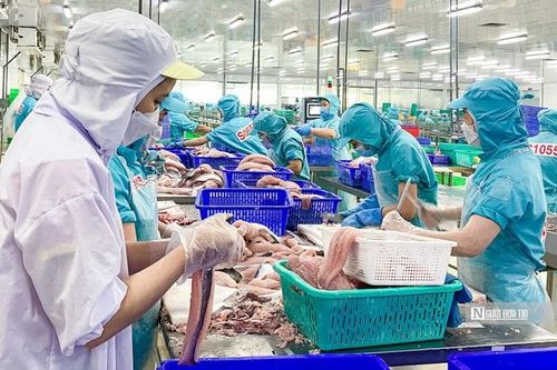 Lợi nhuận IDI khởi sắc nhờ doanh thu cá tra tăng vọt