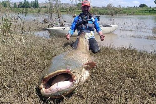 Cần thủ câu được con cá trê khổng lồ dài 2,45 mét trên sông