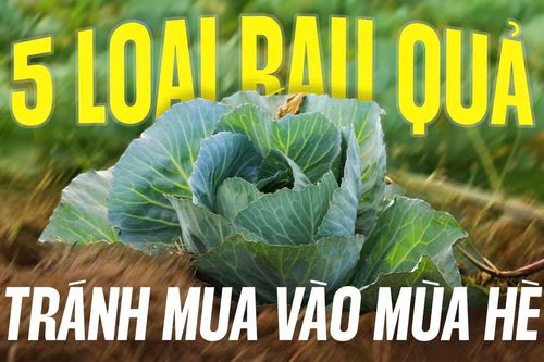 5 loại rau quả tránh mua vào mùa hè, rẻ mấy cũng cẩn thận