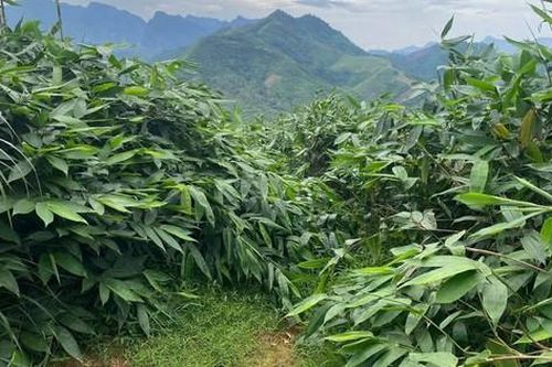 Mô hình trồng giang lấy lá góp phần phát triển kinh tế nông thôn miền núi