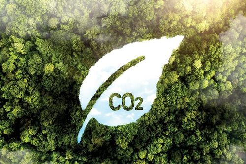 EU gặp thách thức để đạt các mục tiêu khí hậu do rừng suy yếu hấp thụ ít CO2 hơn