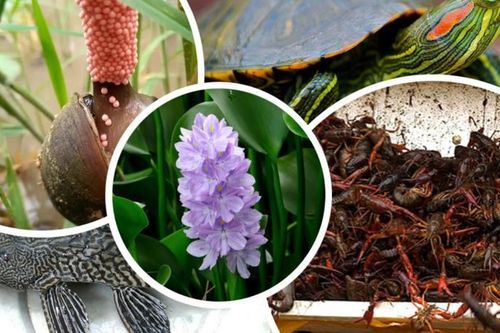 Tăng cường quản lý loài ngoại lai xâm hại, xây dựng hệ sinh thái an toàn và bền vững
