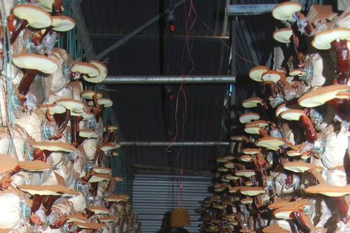 'Không gian nấm' của Quốc Khánh Farm