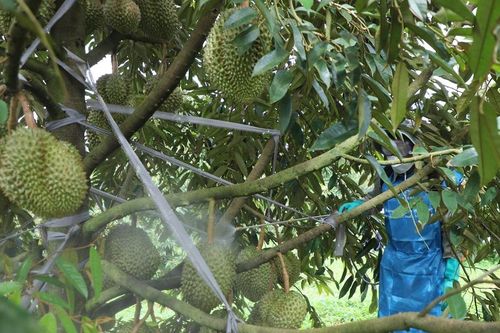 Nhiều mô hình trồng sầu riêng đạt năng suất 22-30 tấn/ha