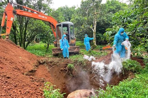 Bảo Lâm 1: Tiêu hủy thêm 8 con lợn nái tại ổ dịch tả lợn Châu Phi
