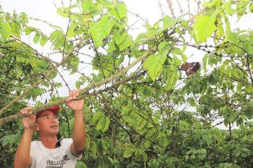 Bảo Lâm 1: Hơn 5,5 ha cà phê rụng lá, rụng trái không phải do chất lượng phân bón