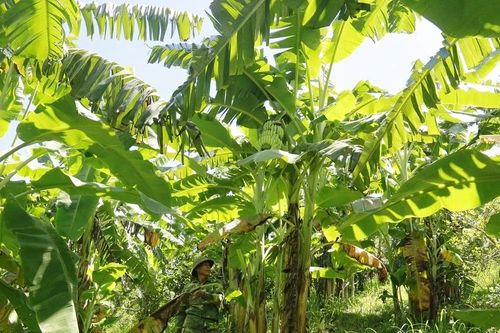 'Kho vàng xanh' bên núi Chẹn