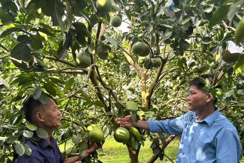Làng văn hóa quốc phòng - an ninh củng cố thế trận lòng dân