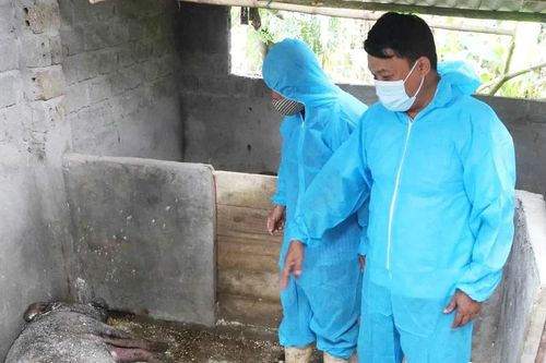 Tăng cường giám sát xử lý xác lợn chết phòng dịch tả lợn châu Phi
