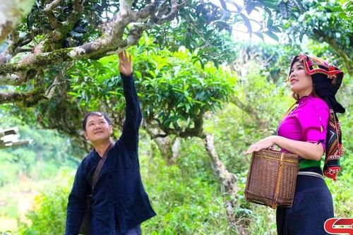 Cây chè cổ thụ trên đất Tô Múa