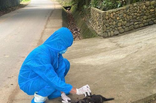 Đà Nẵng: Chó dại thả rông cắn liên tiếp nhiều người dân trong một xã