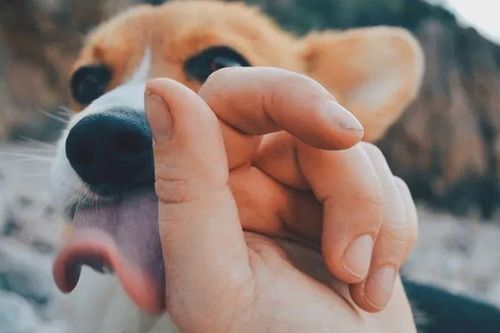 Bị chó nhà liếm vào chỗ này, người đàn ông tử vong sau 1 tháng