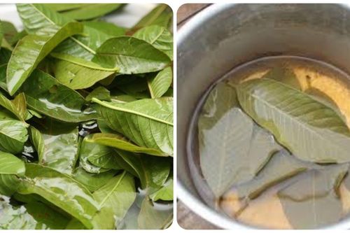 Cách sử dụng nước lá ổi không gây tác dụng phụ