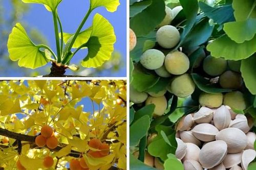 Loại cây cảnh được xem như 'báu vật' trong nhà của những người sành chơi