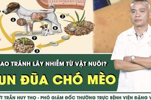 Nhiễm giun đũa chó mèo từ vật nuôi, làm sao để phòng tránh?