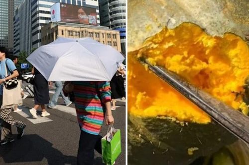 Nắng nóng kỷ lục ở Hàn Quốc: Bí đỏ chưa kịp thu hoạch đã bị 'nướng' chín