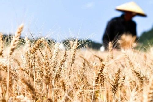 'Bài toán khó' về an ninh lương thực