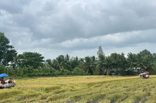ĐBSCL: Lũ dâng cao, nông dân chạy đua thu hoạch lúa hè thu để giảm thiệt hại