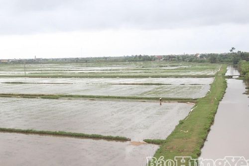 Hưng Yên khẩn trương khôi phục sản xuất sau bão Wipha
