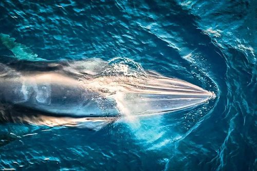 Theo dấu 'gã khổng lồ' đại dương